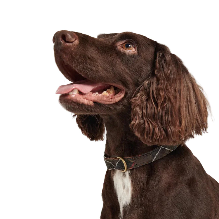 Barbour Tartan/Webbing Dog Collar - Image 3