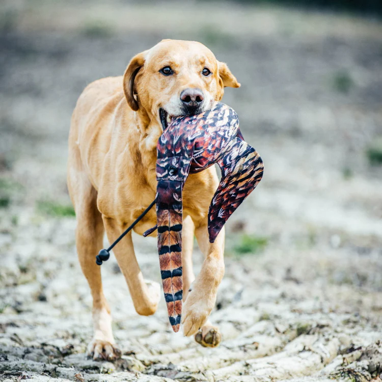 Dog and Field Pheasant Dead Bird Dummy - Image 5