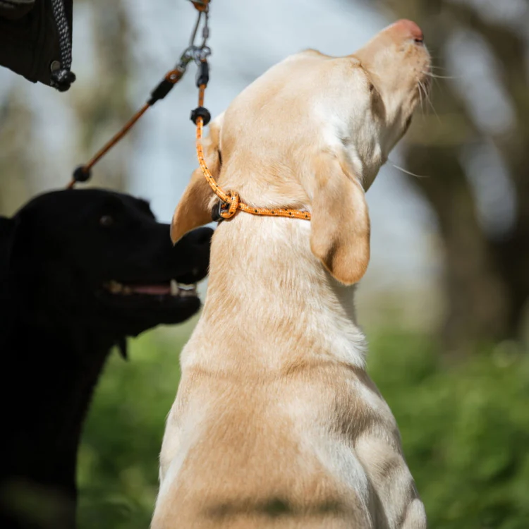 Dog and Field Pro Trialler Multi Dog Slip Lead - Image 5