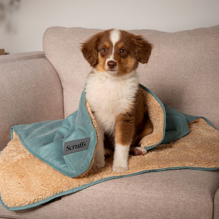 Scruffs Cosy Snuggle Dog Blanket - Sage Green - Image 4